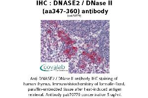Image no. 1 for anti-Deoxyribonuclease II, Lysosomal (DNASE2) (AA 347-360) antibody (ABIN1733721) (DNASE2 antibody  (AA 347-360))