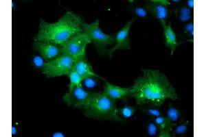 Anti-MLF1 mouse monoclonal antibody (ABIN2455826) immunofluorescent staining of COS7 cells transiently transfected by pCMV6-ENTRY MLF1 (RC202774). (MLF1 antibody)