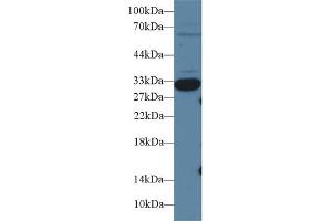 Western Blotting (WB) image for anti-Insulin-Like Growth Factor Binding Protein 1 (IGFBPI) (AA 112-262) antibody (ABIN7430588)