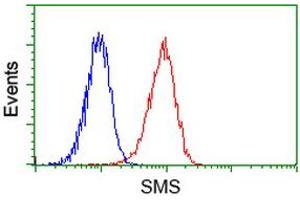 Image no. 4 for anti-Spermine Synthase, SMS (SMS) antibody (ABIN1501097) (SMS antibody)