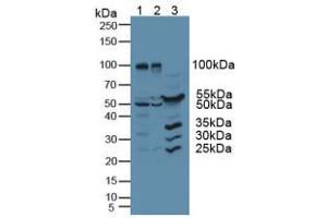 Figure. (RNH1 antibody  (AA 218-444))