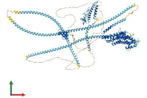 AlphaFold protein structure predicition of Human Recombinant DCTN1 Protein, UniprotID Q14203