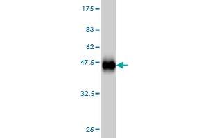 Western Blotting (WB) image for anti-Chromosome 17 Open Reading Frame 75 (C17orf75) (AA 1-100) antibody (ABIN566240)
