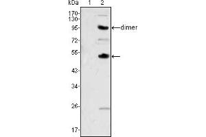 Western blot analysis using CSF1 mouse mAb against human recombinant CSF2 (1) and CSF1 (2). (M-CSF/CSF1 antibody)