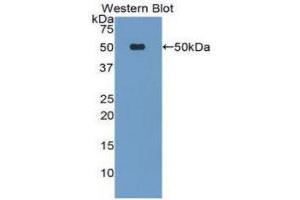 Western Blotting (WB) image for anti-Lipoprotein-Associated phospholipase A2 (Lp-PLA2) (AA 22-441) antibody (ABIN1078438)