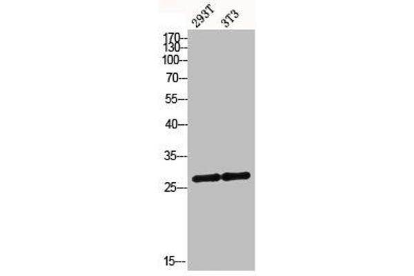 MRRF antibody  (C-Term)