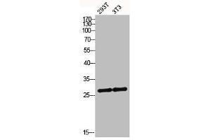 Western blot analysis of 293T 3T3 lysis using MRRF antibody. (MRRF antibody  (C-Term))