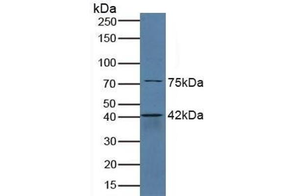 SERPINB6 antibody  (AA 1-376)