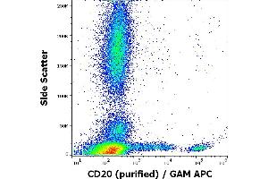 Flow cytometry surface staining pattern of human peripheral whole blood stained using anti-human CD20 (2H7) purified antibody (concentration in sample 0,6 μg/mL, GAM APC).