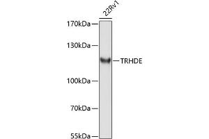 Western blot analysis of extracts of 22Rv1 cells, using TRHDE antibody (ABIN6132912, ABIN6149490, ABIN6149491 and ABIN6214501) at 1:1000 dilution.