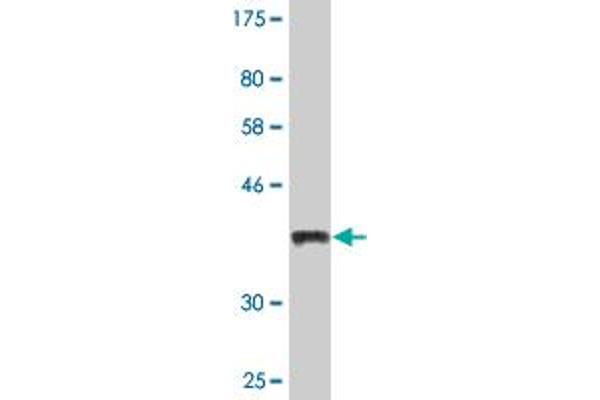GAL3ST1 antibody  (AA 324-423)