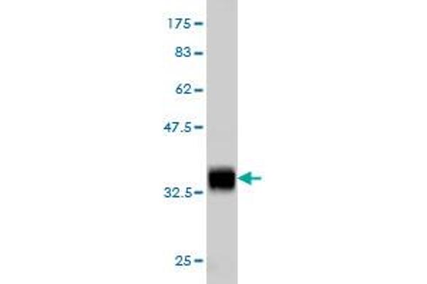 BANF1 antibody  (AA 1-89)