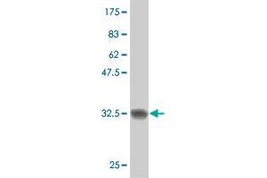 Western Blot detection against Immunogen (32. (SCAND2 antibody  (AA 1-62))