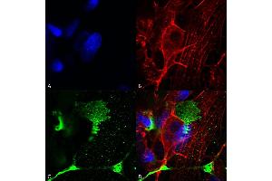 Immunocytochemistry/Immunofluorescence analysis using Mouse Anti-LRP4 (Extracellular) Monoclonal Antibody, Clone S207-27 (ABIN2483386). (LRP4 antibody  (AA 26-350) (Biotin))