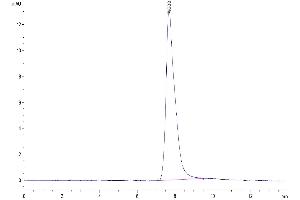 The purity of Mouse AREG is greater than 95 % as determined by SEC-HPLC. (Amphiregulin Protein (AREG) (AA 100-248) (Fc Tag))