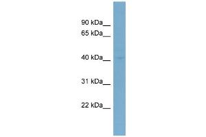 WB Suggested Anti-LASS6  Antibody Titration: 0. (CERS6 antibody  (N-Term))