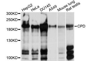 Western blot analysis of extracts of various cell lines, using CPD antibody (ABIN5997500) at 1/1000 dilution. (CPD antibody)
