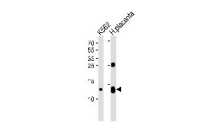 Western blot analysis of lysates from K562 cell line and human placenta tissue lysate (from left to right), using HBG2 Antibody (C-term) (ABIN1944740 and ABIN2838564).