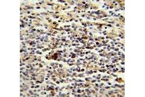 CD1e antibody immunohistochemistry analysis in formalin fixed and paraffin embedded human spleen. (CD1e antibody  (AA 184-212))