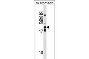 CDC42EP2 Antibody (C-term) (ABIN1536701 and ABIN2848779) western blot analysis in mouse stomach tissue lysates (35 μg/lane).