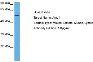 Host: Rabbit Target Name: AMY1 Sample Tissue: Mouse Skeletal Muscle Antibody Dilution: 1ug/ml (AMY1A antibody  (Middle Region))