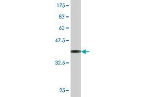 Western Blot detection against Immunogen (36. (RPS3 antibody  (AA 144-243))