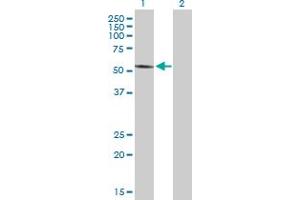 FOXRED1 antibody  (AA 1-486)