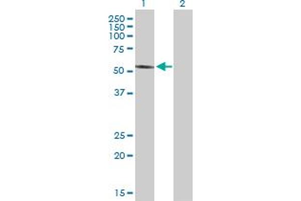 FOXRED1 antibody  (AA 1-486)
