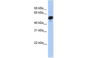 WB Suggested Anti-FRS3 Antibody Titration: 0.