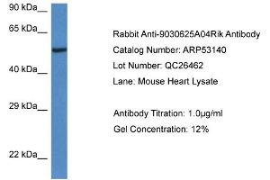 Western Blotting (WB) image for anti-Chromosome 13 Open Reading Frame 31 (C13orf31) (C-Term) antibody (ABIN785643) (LACC1 antibody  (C-Term))