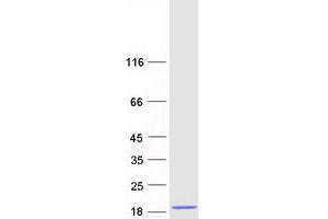 Validation with Western Blot (CMC1 Protein (Myc-DYKDDDDK Tag))