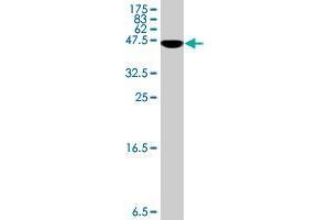 Western Blot detection against Immunogen (35. (PROK2 antibody  (AA 20-108))