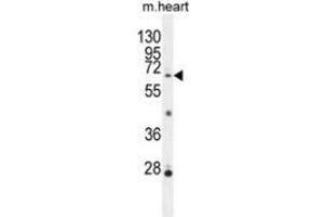 Western blot analysis in mouse heart tissue lysates (35ug/lane) using NKPD1  Antibody (C-term). (NKPD1 antibody  (C-Term))