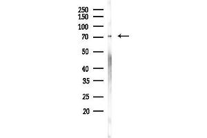 Western blot analysis of lysates from 293 cells, using Phospho-ICK (Tyr159) Antibody at 1/1000 dilution.