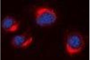 Immunofluorescent analysis of VN1R2 staining in A549 cells. (VN1R2 antibody)