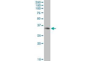 PDCD1 MaxPab polyclonal antibody. (PD-1 antibody  (AA 1-288))