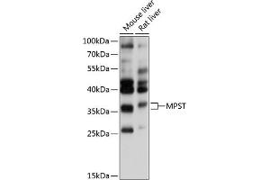 Western blot analysis of extracts of various cell lines, using MPST antibody (ABIN6128242, ABIN6143974, ABIN6143976 and ABIN6215272) at 1:1000 dilution.