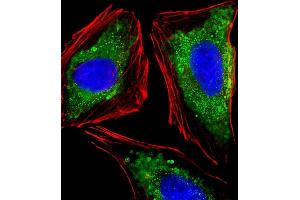 Immunofluorescent analysis of 4 % paraformaldehyde-fixed, 0. (ITGA7 antibody  (N-Term))