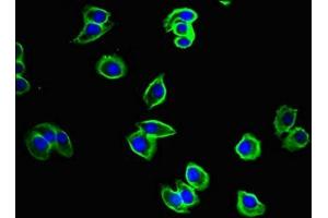 Immunofluorescent analysis of A375 cells using ABIN7149074 at dilution of 1:100 and Alexa Fluor 488-congugated AffiniPure Goat Anti-Rabbit IgG(H+L) (CysLTR1 antibody  (AA 298-337))