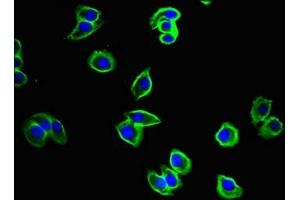 Immunofluorescent analysis of A375 cells using ABIN7149074 at dilution of 1:100 and Alexa Fluor 488-congugated AffiniPure Goat Anti-Rabbit IgG(H+L) (CysLTR1 antibody  (AA 298-337))