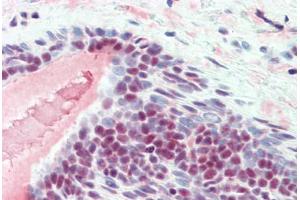 Human Breast (formalin-fixed, paraffin-embedded) stained with SFRS1 antibody ABIN461956 at 10 ug/ml followed by biotinylated anti-mouse IgG secondary antibody ABIN481714, alkaline phosphatase-streptavidin and chromogen. (SRSF1 antibody  (N-Term))