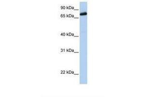 Image no. 1 for anti-Leucine-Rich Repeats and Calponin Homology (CH) Domain Containing 4 (LRCH4) (AA 290-339) antibody (ABIN6738152) (LRCH4 antibody  (AA 290-339))