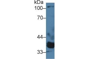 Western Blot; Sample: Porcine Heart lysate; Primary Ab: 2µg/ml Rabbit Anti-Human PPM1A Antibody Second Ab: 0. (PPM1A antibody  (AA 2-382))
