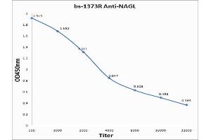 Antigen: 0. (Lipocalin 2 antibody  (AA 101-198))