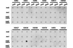 Dot-blot analysis of all sorts of methylation peptides using H3K36me2 antibody. (Histone 3 antibody  (H3K36me2))