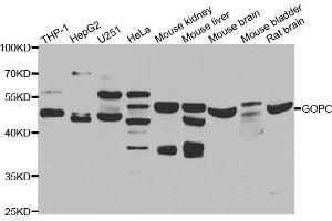 Western blot analysis of extracts of various cell lines, using GOPC antibody (ABIN5975587) at 1/1000 dilution. (GOPC antibody)
