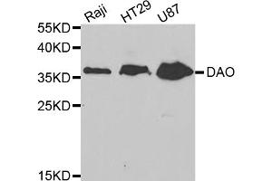 Western blot analysis of extracts of various cell lines, using DAO antibody (ABIN5973055) at 1/1000 dilution. (D Amino Acid Oxidase antibody)