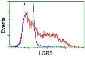 HEK293T cells transfected with either RC212825 overexpress plasmid (Red) or empty vector control plasmid (Blue) were immunostained by anti-LGR5 antibody (ABIN2454613), and then analyzed by flow cytometry. (LGR5 antibody  (AA 250-550))