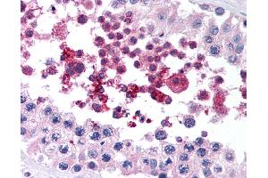 Anti-GPX4 antibody IHC of human testis. (GPX4 antibody  (AA 81-93))