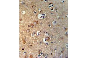 GPHN Antibody (Center) IHC analysis in formalin fixed and paraffin embedded brain tissue followed by peroxidase conjugation of the secondary antibody and DAB staining. (Gephyrin antibody  (Middle Region))